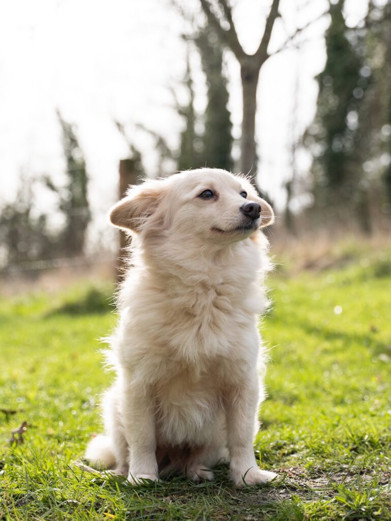 Islay sitting in a sunlit forest